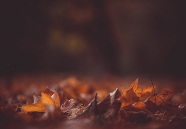 kristian-seedorff-BvUicqkaZZ0-unsplash